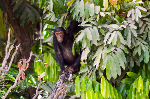 Africa  Gambia  Gambia National Park 