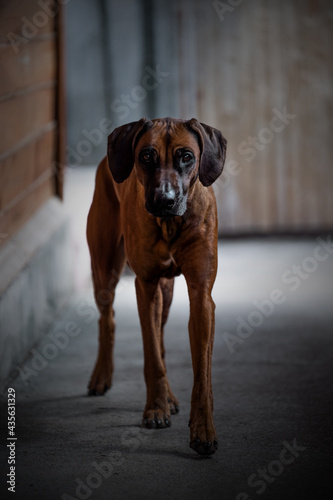 Rhodesian ridheback dog posing in the city.