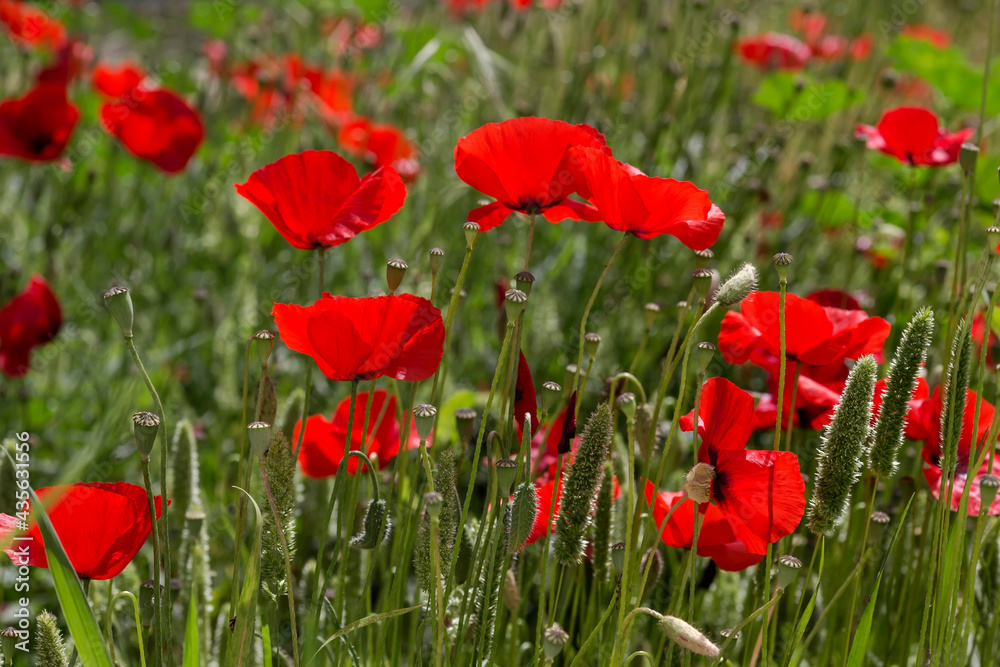 Obraz premium The homeopathic, red poppies (Papaver rhoeas) close-up