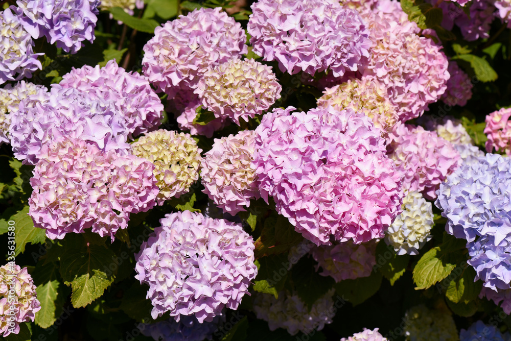 Flower of Hydrangea macrophylla. Pink hydrangea flowers and leaves. Close-up. 