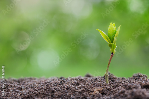 plant sprout in ground on green background with bokeh