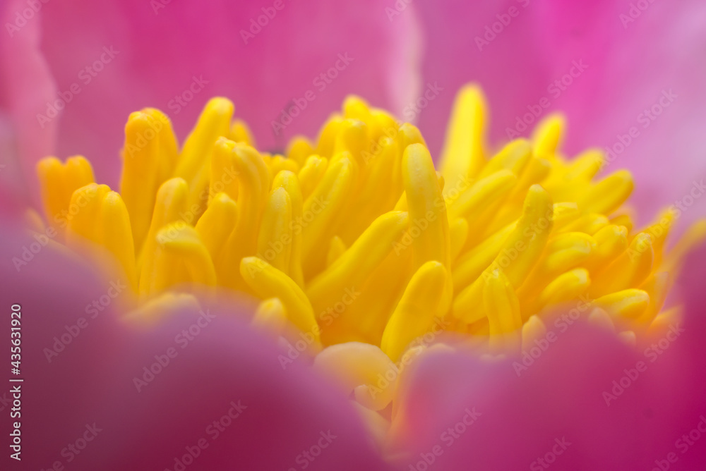 ボタンの花 ボタンの花