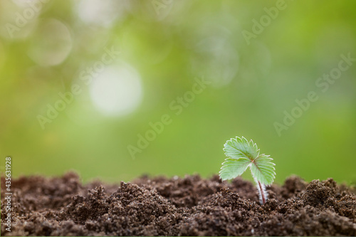 strawberry plant sprout in ground on green background with bokeh