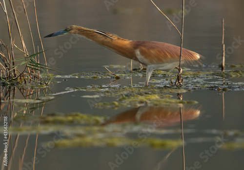 Squacco Heron stretching its nech to fish at Asker marsh, Bahrain photo