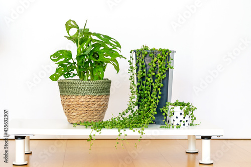 Monstera Monkey Mask and Senecio Rowleyanus on the flower shelf at home. Home decorative plants caring.