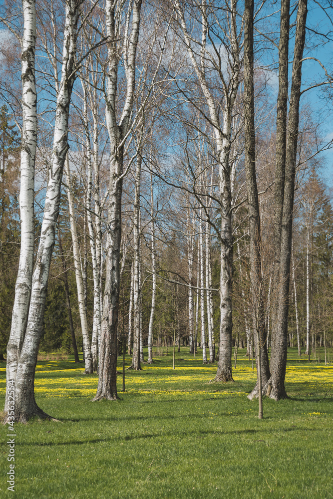 birch grove in spring 