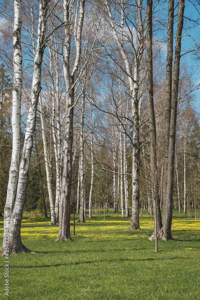 birch grove in spring birch grove in spring