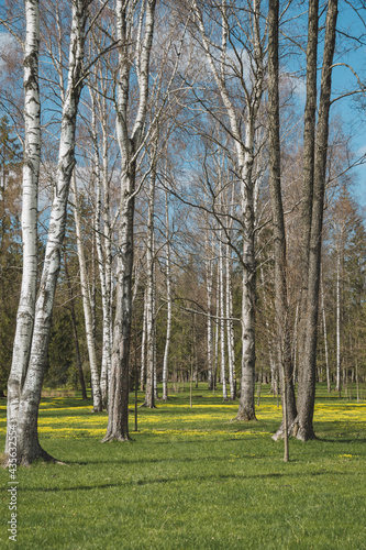 birch grove in spring 