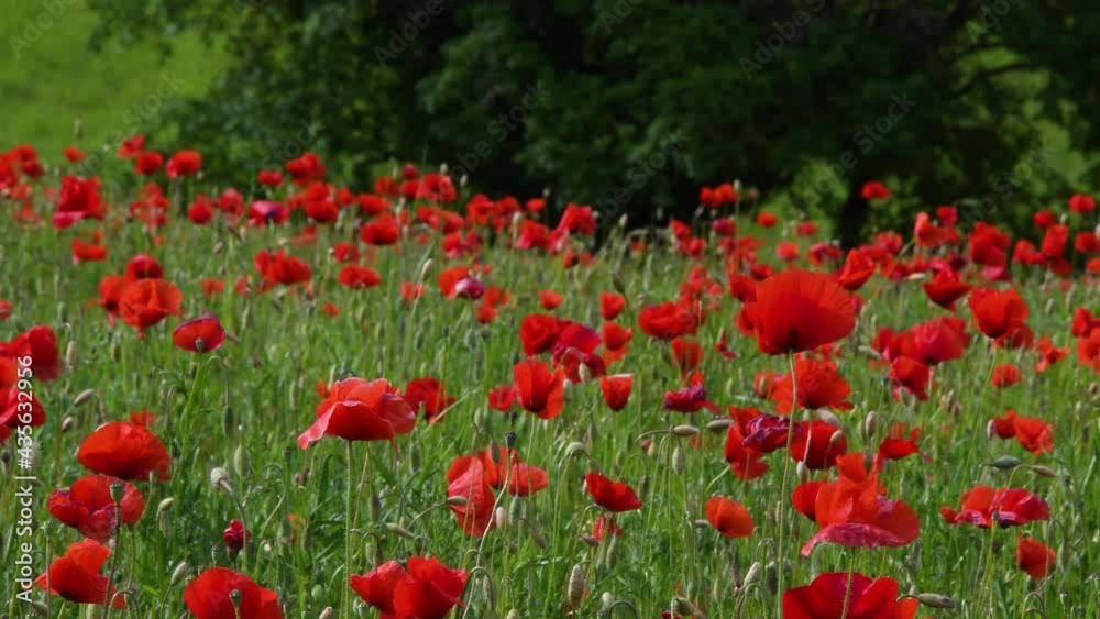Spectacular poppy field in the Tuscan countryside near Panzano in Chianti, Tuscany. Italy. Spectacular poppy field in the Tuscan countryside near Panzano in Chianti, Tuscany. Italy.