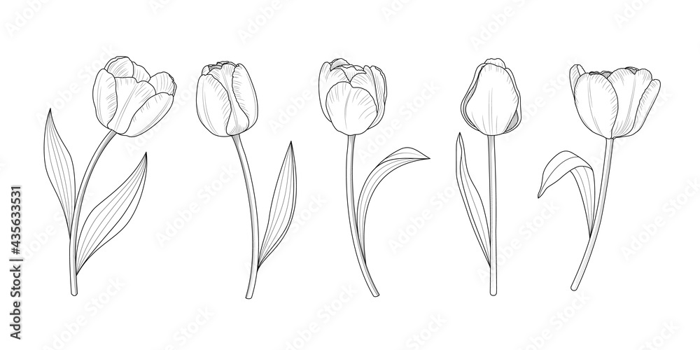 Hand draw set of tulips branches. Flower outline style. Vector ...