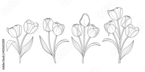 Tulip flower graphic outline style. Vector illustration.