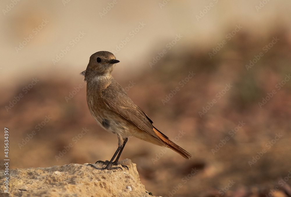 Common Redstart perched on a rock, Bahrain Common Redstart perched on a rock, Bahrain