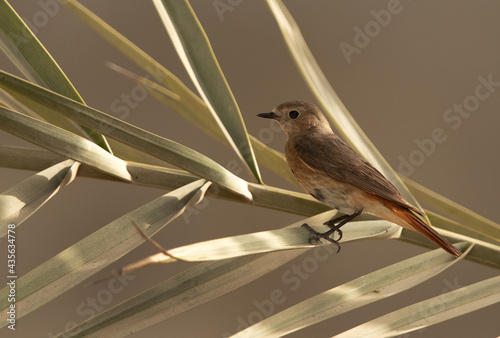Common Redstart perched on a date tree, Bahrain