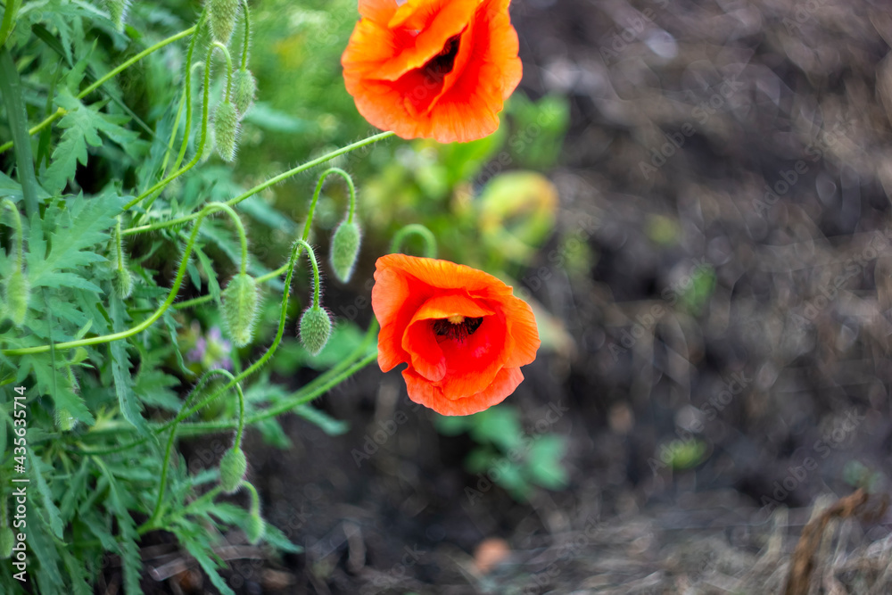red flower with blurred background red flower with blurred background