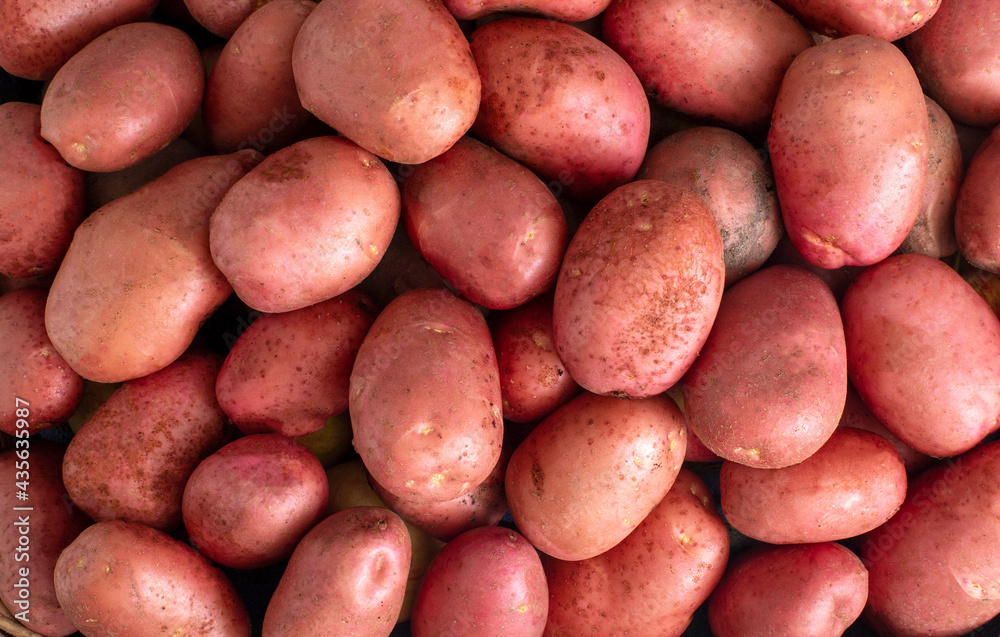 Background from red potatoes, a lot of potato fruits. Natural agricultural, organic Background from red potatoes, a lot of potato fruits. Natural agricultural, organic