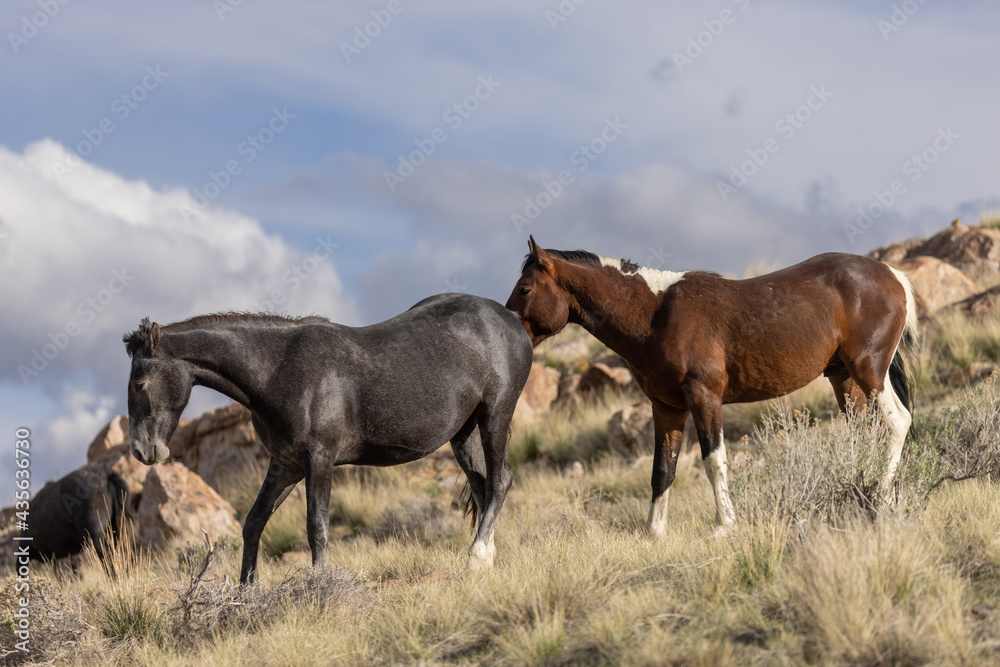 Herd of Wild Horses in the Utah Desert Herd of Wild Horses in the Utah Desert