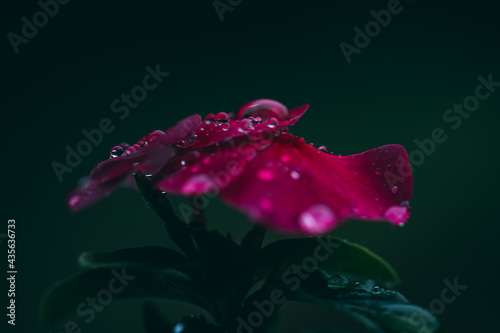 After the Rain Comes the Bloom