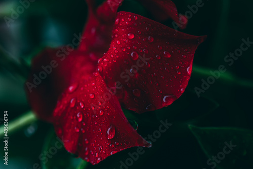 Hibiscus  in the Rain