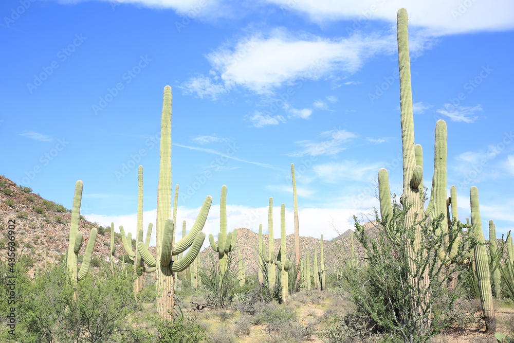 Saguaro National Park in Arizona, USA Saguaro National Park in Arizona, USA