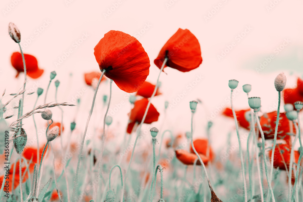 Red poppies on green field background. - obrazy, fototapety, plakaty 