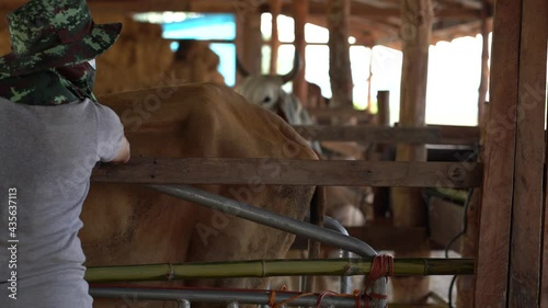 Farmers Gently pat his hand on the cow's back with great care and love. 
