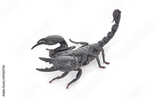 scorpion on white a background
