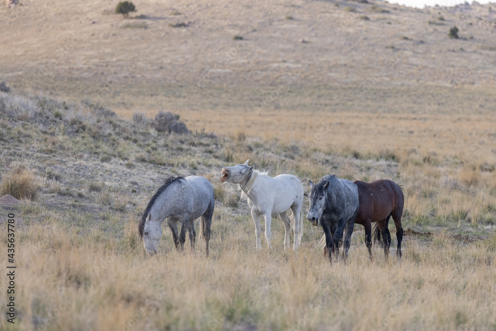 Herd of Wild Horses in the Utah Desert Herd of Wild Horses in the Utah Desert