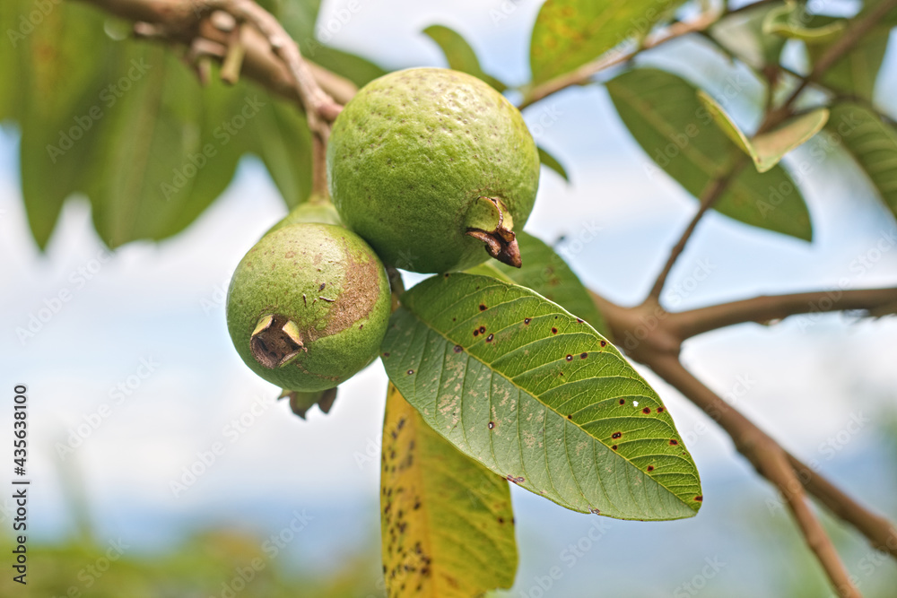 Green guava fruit. Guava tree with fruits and green leaves Green guava fruit. Guava tree with fruits and green leaves