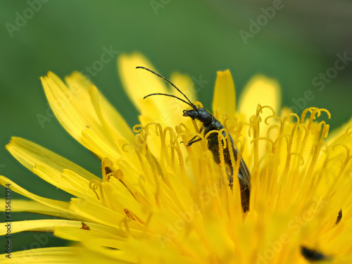 Käfer in Blüte, Insketensterben photo