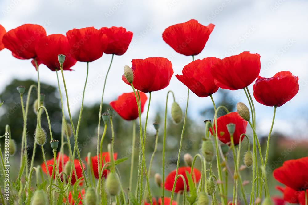 Obraz premium Coquelicots