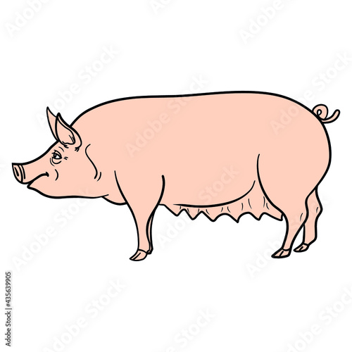 comic pig from the side. vector isolated.