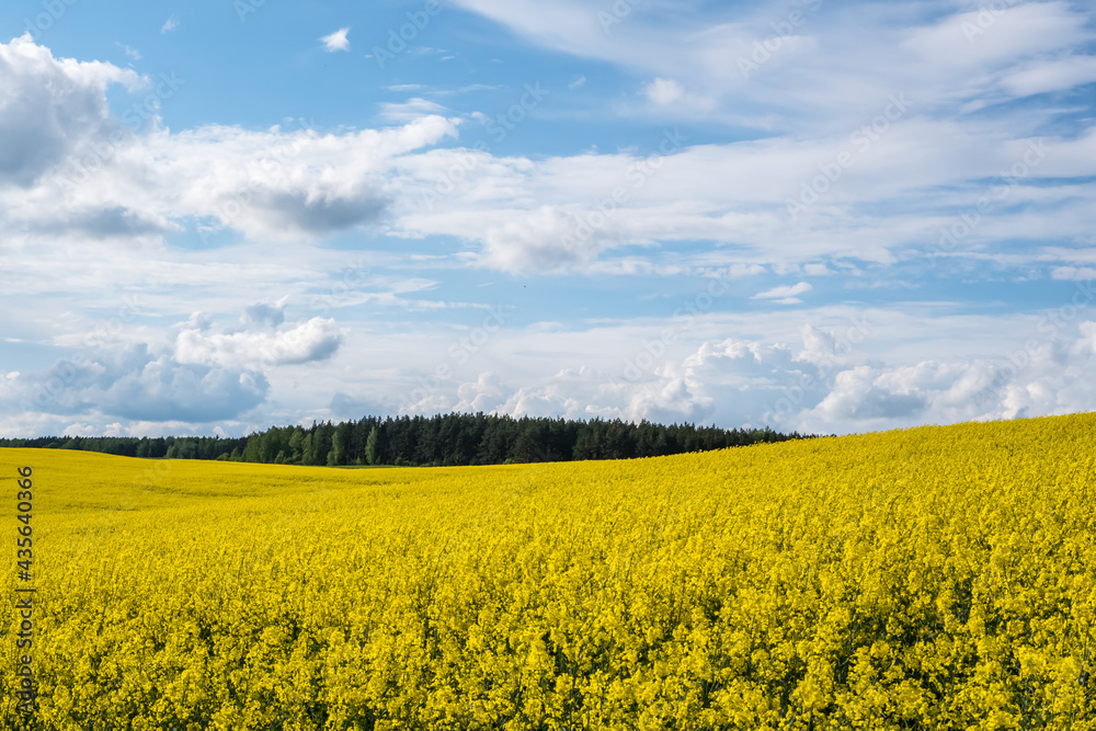 Field of beautiful springtime golden flower of rapeseed is plant for green industry