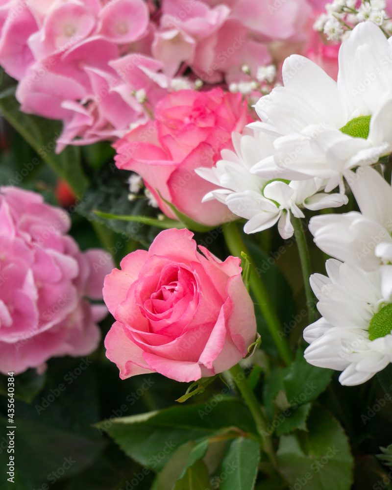 Fototapeta premium rose, pink and white flowers close up