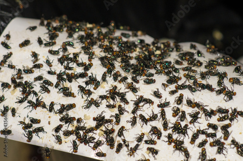 Group of flies is trapped glue on paper. It is an insect that is a carrier of cholera and dirty. Soft focus and blur.