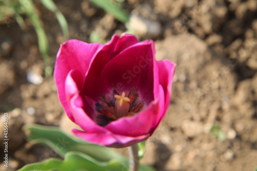tulip flower