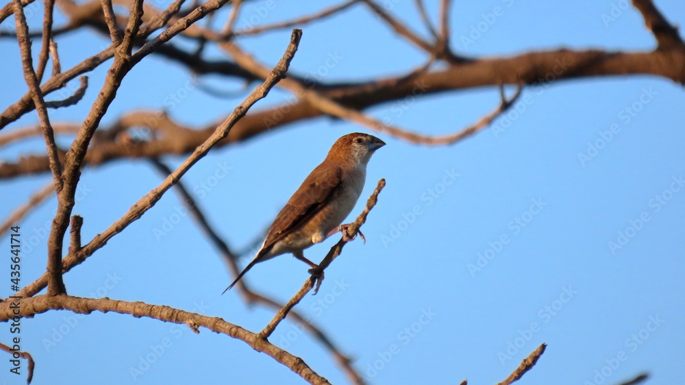 Indian Silverbill sitting on a branch. Indian Silverbill sitting on a branch.