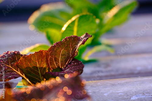 Close Up Healthy salad leaf Hydroponic farm. Organic fresh harvested vegetables. Vegetable garden at greenhouse. Agriculture in the greenhouse organic. Food background  or New system farmer coccept. photo