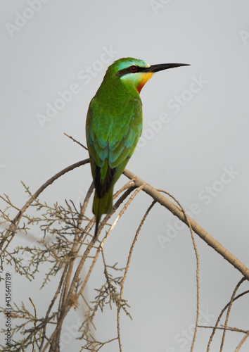 Blue-cheeked bee-eater at Asker marsh, Bahrain