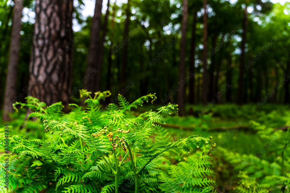 Fototapeta premium Grüner Farn im Wald