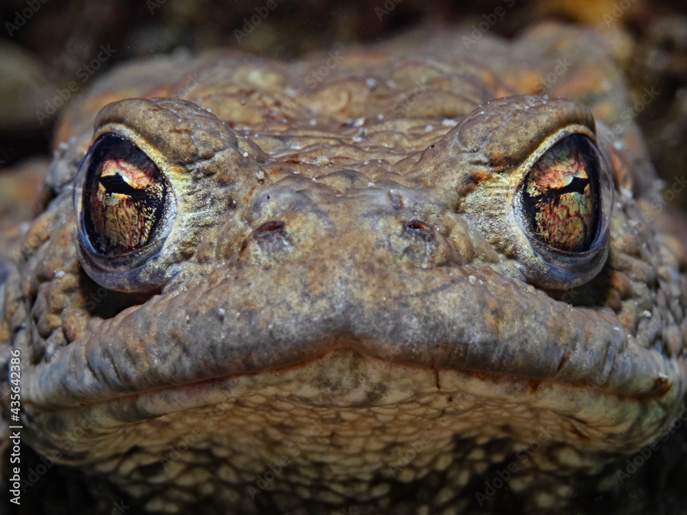 Fototapeta premium Portrait of a common male toad underwater