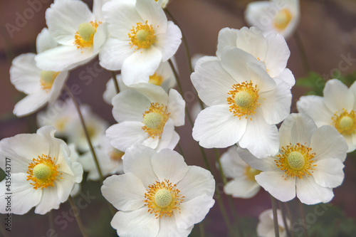 spring bright white delicate flowers with orange center 