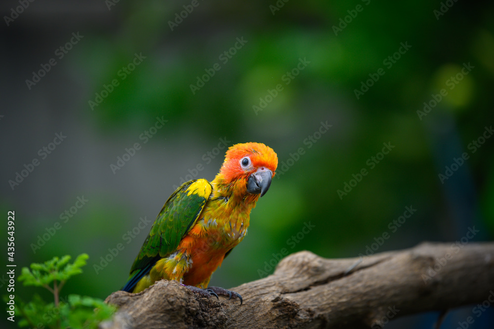 Naklejka premium sun conure baby growth stages