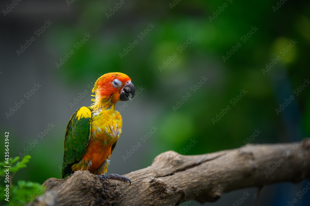 Obraz premium sun conure baby growth stages