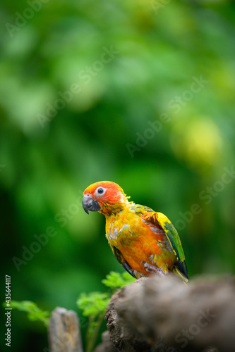 sun conure baby growth stages