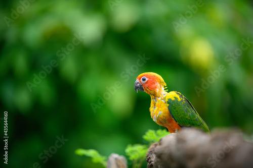 sun conure baby growth stages