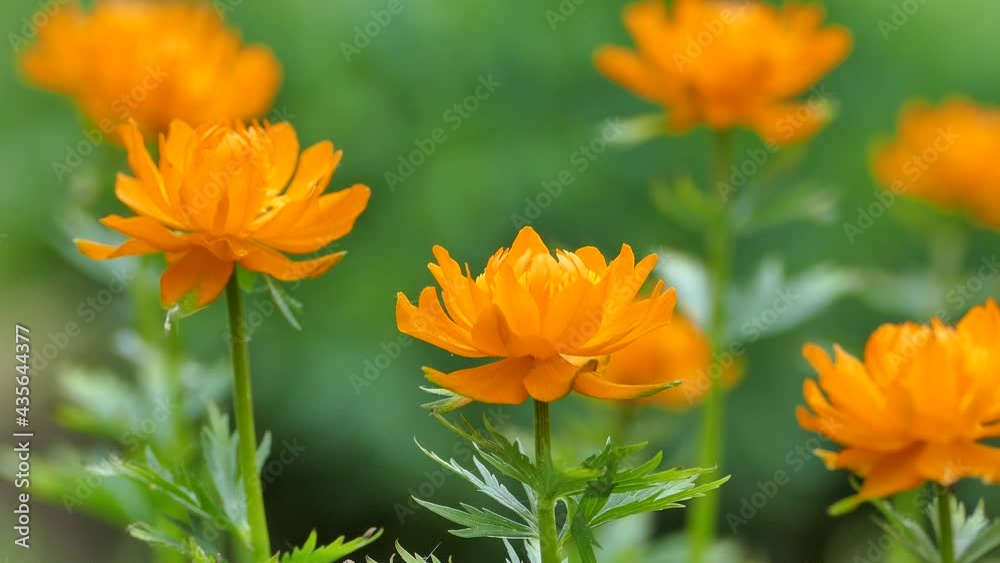 Trollius asiaticus, Asian globeflowers orange flowers blooming in the wild Trollius asiaticus, Asian globeflowers orange flowers blooming in the wild