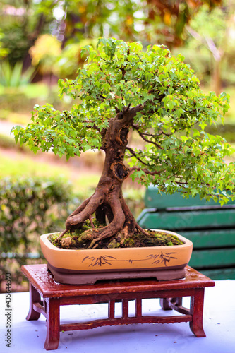 Fotografía de enfoque selectivo. Un árbol en maceta sobre una pequeña mesa llamada bonsai presentado en una exposición de este arte asiático, fotografía tomada en una lluviosa mañana de primavera entr photo