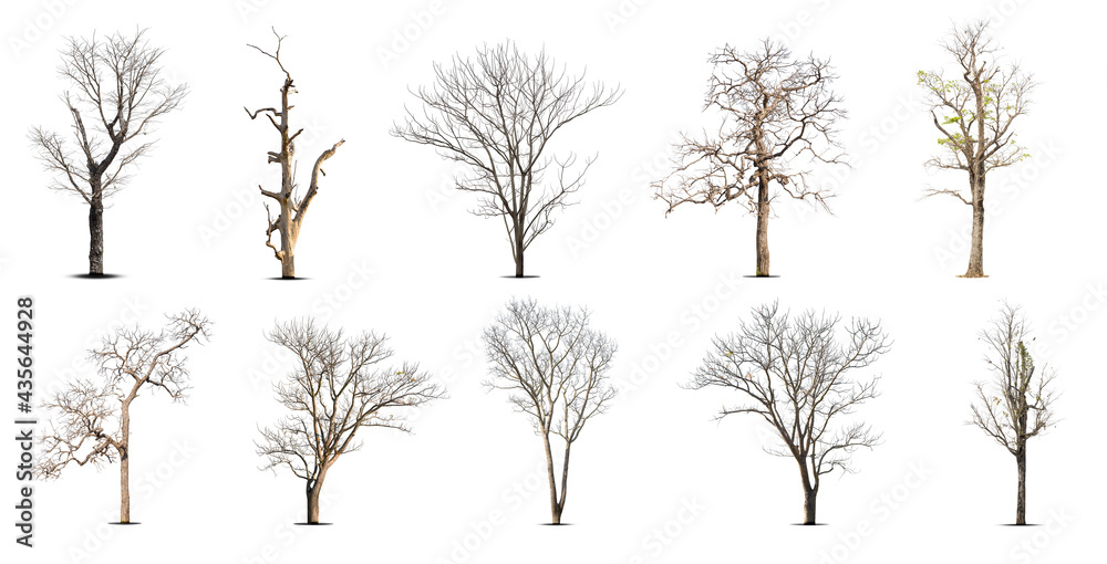 Obraz premium Collection of dead tree,dry tree, isolated on white background.