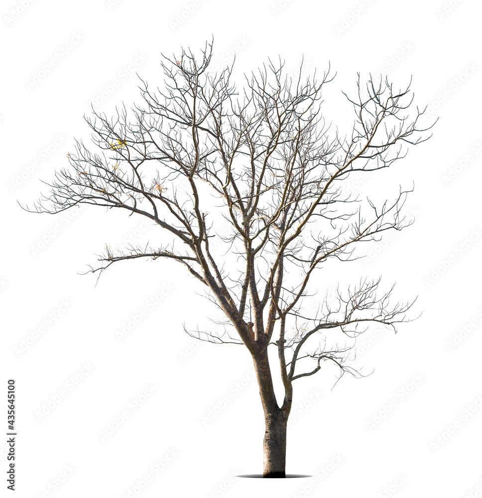 Dead tree isolated on a white background, clipping  path.