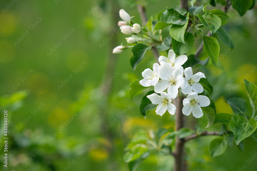 Beautiful apple tree branch with flowers on a green background. Beautiful background. A twig of a blossoming apple tree on a background of green grass Beautiful apple tree branch with flowers on a green background. Beautiful background. A twig of a blossoming apple tree on a background of green grass